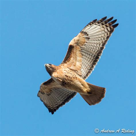 Western Red Tailed Hawk Light Morph Overhead Redtail Rea Flickr