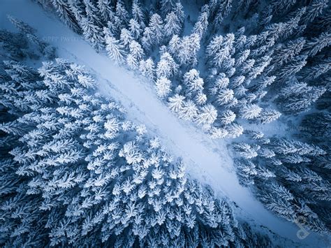 Frozen Kingdom Flying Above The Winter Forest Winter Forest