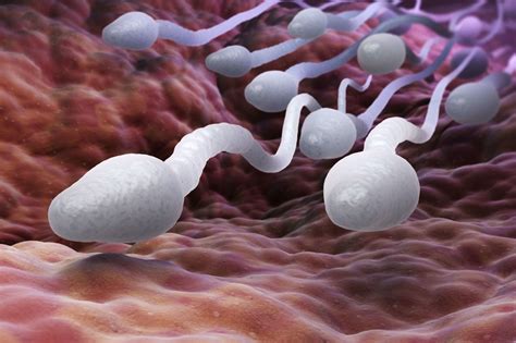 Everything You Need To Know About Sperm Nabta Health