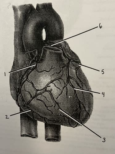 Coronary Circulation Artery Diagram Flashcards Quizlet