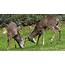 Whitetail Deer Fight In Green Grass  HD Wallpapers