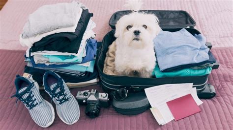 Every airline pet policy we've come across enforces limits on pet carrier dimensions (carrier height, length, and width). 8 Airlines That Allow Pets In-Cabin & What You Need to ...