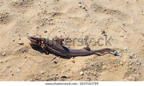 Dead Baby Shark On Sandy Beach Stock Photo 1819163789 Shutterstock