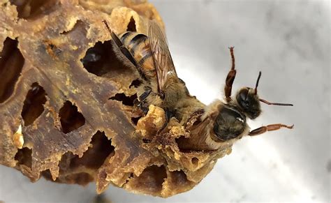Local Beekeepers Labor With Love As Honey Bees Decline Worldwide