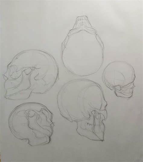 Skull Sketches From Different Angles Rsketches