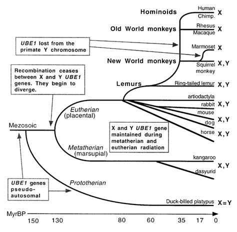 Schematic Of Proposed Ube1 Evolution On The Mammalian Sex Chromosomes