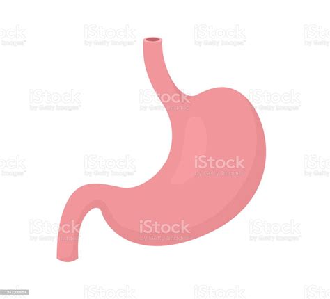 Vector Illustration Stomach Human Internal Organs Icon Isolated On