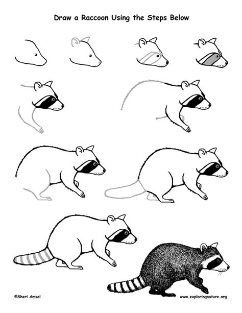 Raccoon Drawing Lesson