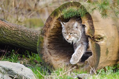 Lynx Wildlife Free Stock Photo Public Domain Pictures