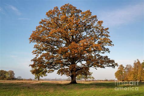 The Mighty Seasonal Oak Autumn Photograph By Tim Gainey Pixels