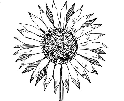 Sunflower Drawing Ideas For Beginners Harunmudak