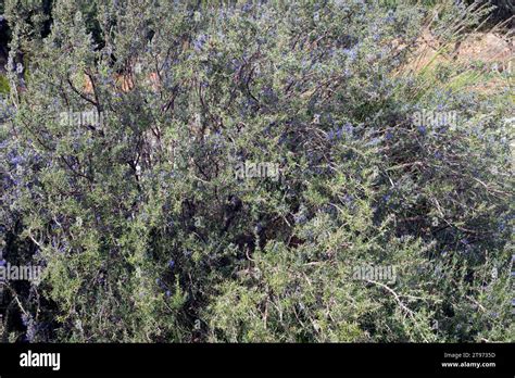 Salvia Jordanii Hi Res Stock Photography And Images Alamy