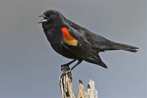 Filered Winged Blackbird Natures Pics Wikimedia Commons