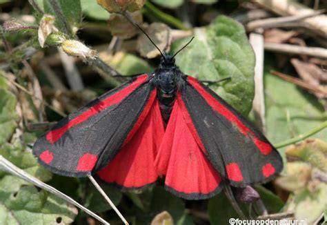Het vlinderlichaam is opvallend rood en de vleugels hebben een rood en wit kleurpatroon als waarschuwing voor vogels voor hun. fochtelooerveen.info - Nachtvlinders