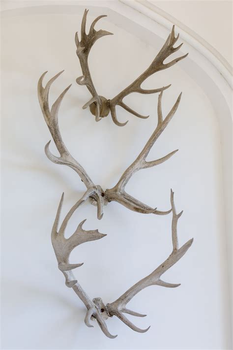 Wall Mounted Antlers Free Stock Photo Public Domain Pictures