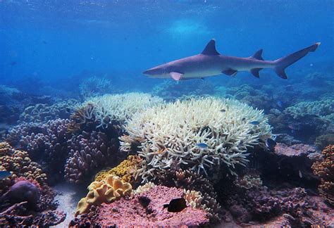 Australias Great Barrier Reef Suffers Most Extensive