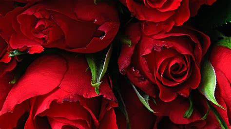 Download Rose Fresh Red Flowers 1366x768 Wallpaper Tablet Laptop