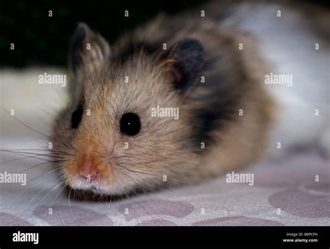 Syrian Hamsters Hi Res Stock Photography And Images Alamy