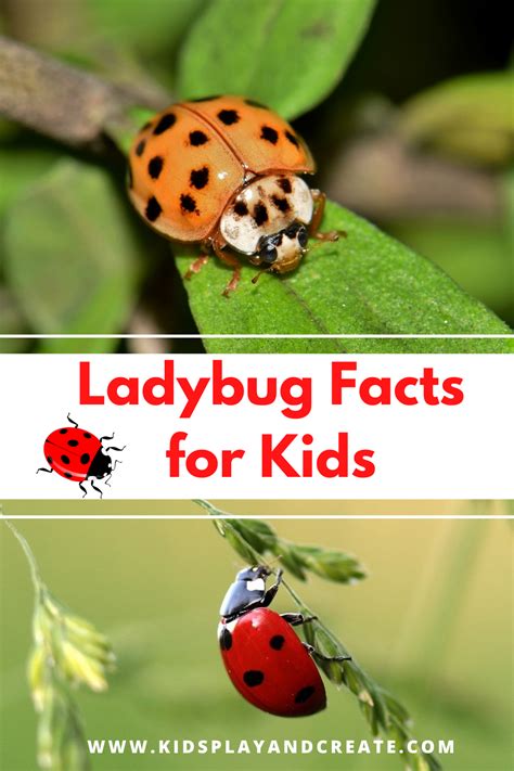 Amazing Ladybug Facts For Kids Kids Play And Create In 2021 Facts
