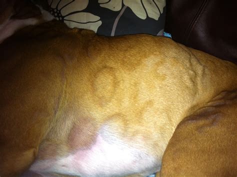 Round Lumps Boxer Forum Boxer Breed Dog Forums