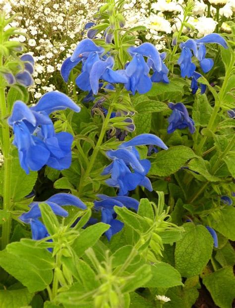 The 10 Best Plants With Blue Flowers For A Cool Garden Border Blue