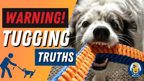 Why Dogs Should Not Tug The Truth Revealed 89 Youtube