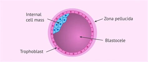 Embryo Implantation Process And Common Symptoms