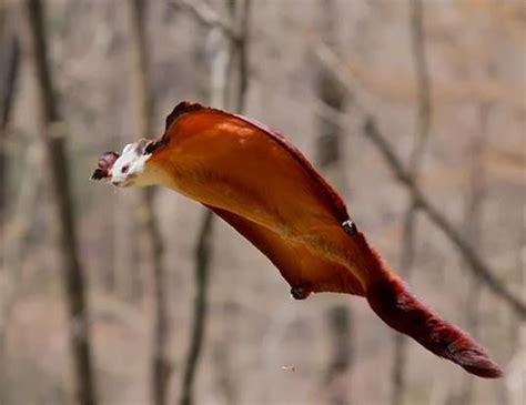 Picture Of A Red And White Giant Flying Squirrel Petaurista Alborufus