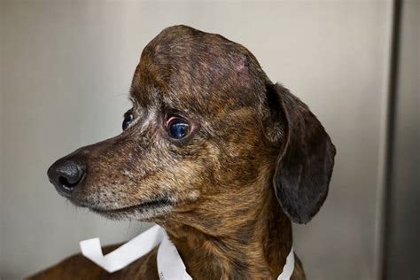 3 D Printed Implant Gives Patches The Dachshund A New Skull The New