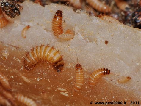 Dermestid Beetles Larvae Biological Science Picture Directory