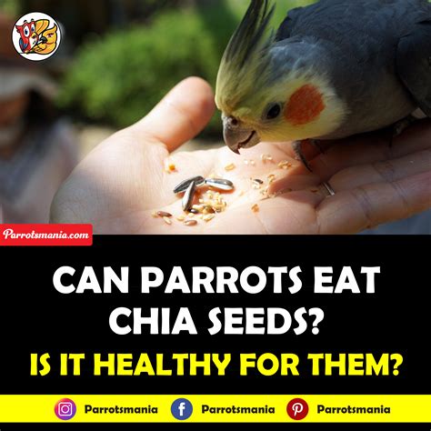 Can Parrots Eat Chia Seeds? Are they healthy for parrots?
