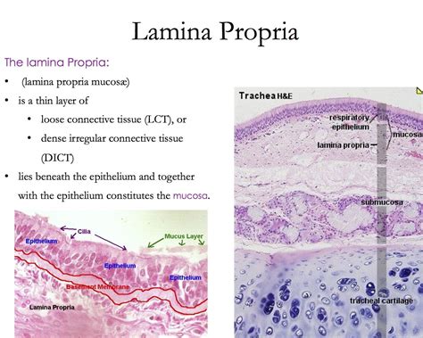 Lamina Propria Histology Loose Connective Tissue Human Tissue