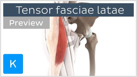 Functions Of The Tensor Fasciae Latae Preview Human Anatomy