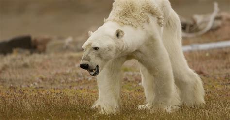 Does A Viral Video Show A Polar Bear Starving To Death