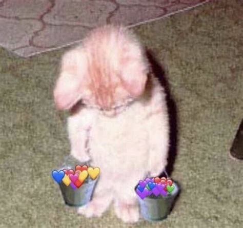 Sad Cat Holding Buckets Of Love Blank Template Imgflip