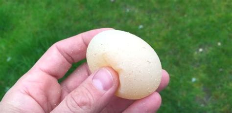12 Weird Egg Shapes And Sizes Chickens Can Lay