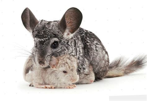 Chinchilla Wallpapers Wallpaper Cave