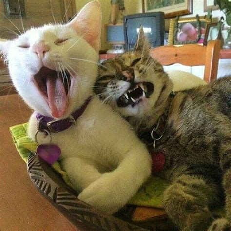Laughing Together Is Much More Fun Funny Cats And Dogs Cats