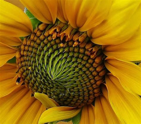 Sunflower Close Up Photograph By Bruce Bley Fine Art America