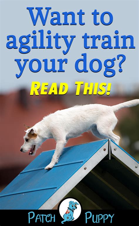 Dog Brain Train How To Train Your Dog For Dog Agility