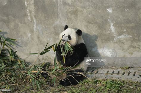 Giant Panda Mei Huan Eats Bamboos At Chengdu Research Base Of Giant
