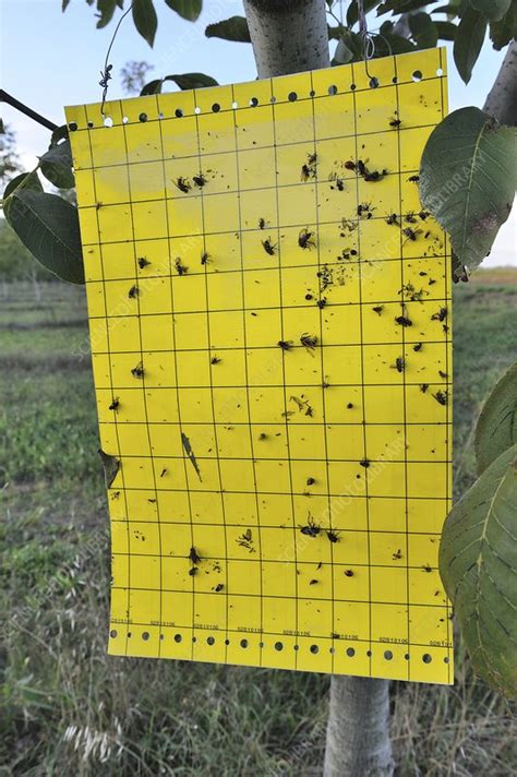 Pheromone traps are useful tools to monitor codling moths and oriental fruit moths in orchards pheromone traps are an important ipm tool to track moth catches and evaluate pest pressure. Insect pheromone trap - Stock Image - C022/5471 - Science ...
