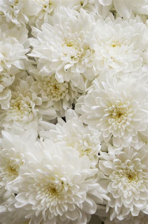 Dimensione l'altezza totale è di 31 pollici, e circa 140 piccoli fiori in uno spray, e molti mini bacche. Crisantemo Bianco Mazzo Dei Fiori Bianchi Fondo Per Le ...