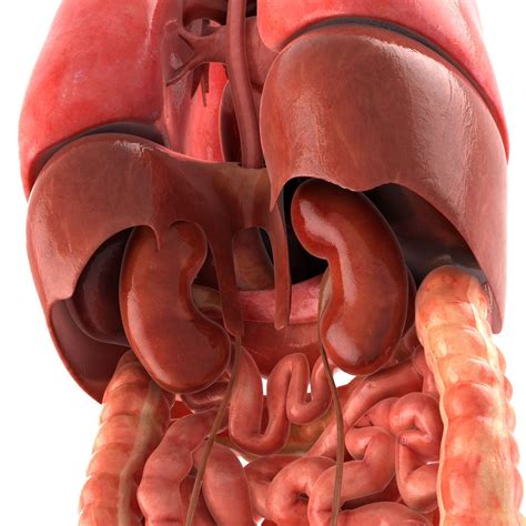 Human Organs Diagram 3d Human Body Internal Organs Bocorawasunari