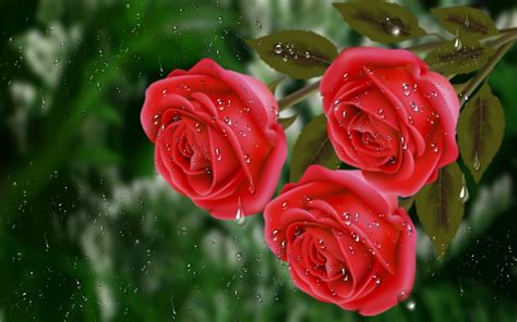 Flowers Rain Drops Roses Water Red Free Download Wallpaper