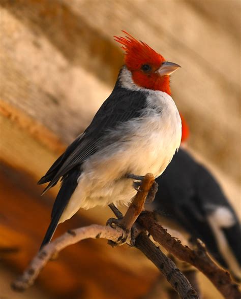 Red Crested Cardinal By Darris Howe Birds Animals Crest