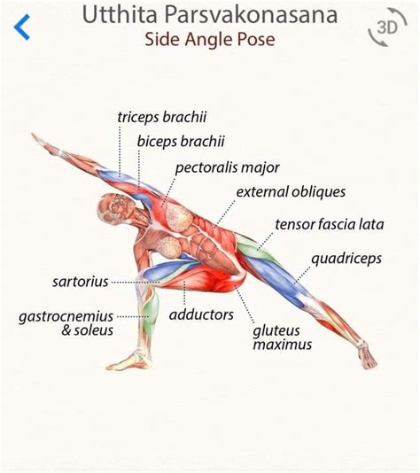 Pin By Vinita Bhakuni On Joga Yoga Anatomy Yoga Muscles Yoga Training