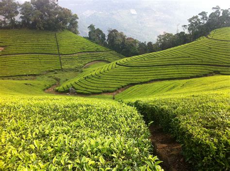 Free for commercial use no attribution required high quality images. The Tea Experience - Best Tea Plantations in India - Shikhar Blog