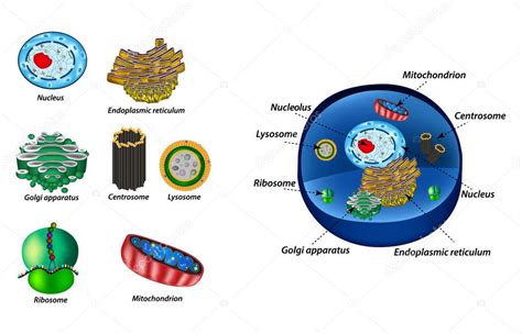 Pon Los Orgánulos Celulares Estructura De Las Células Humanas