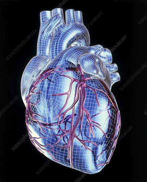 Human Heart Stock Image P2160282 Science Photo Library